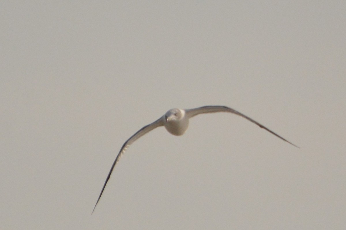 Black-tailed Gull - ML625755503