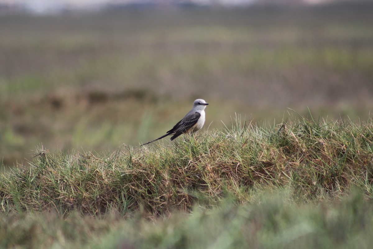 Scissor-tailed Flycatcher - ML625755505