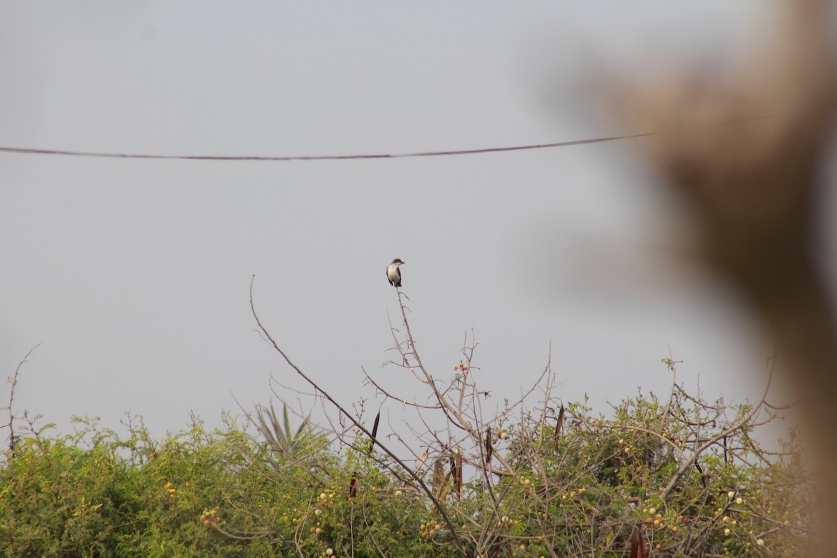 Eastern Kingbird - ML625755528