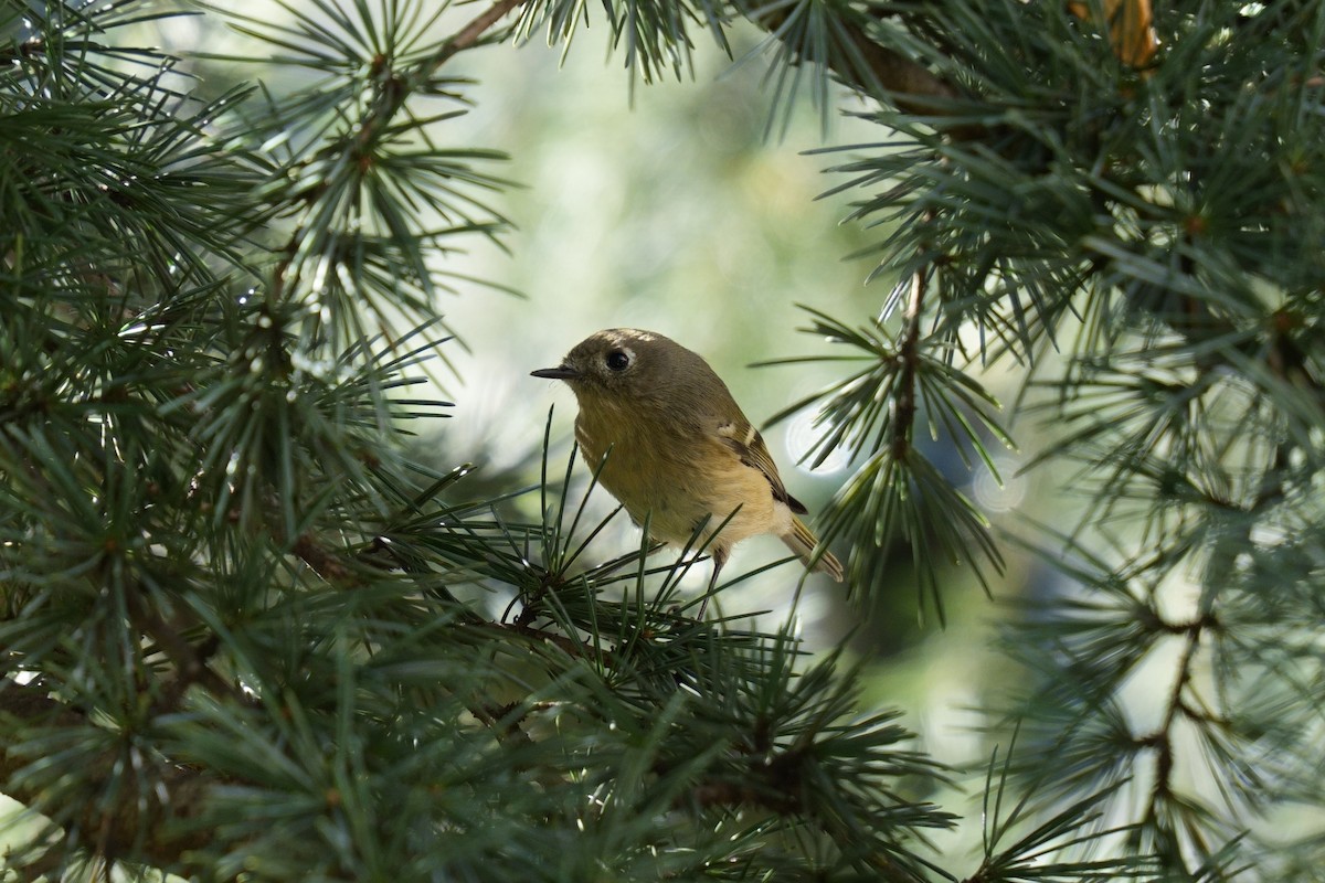 Ruby-crowned Kinglet - ML625755546