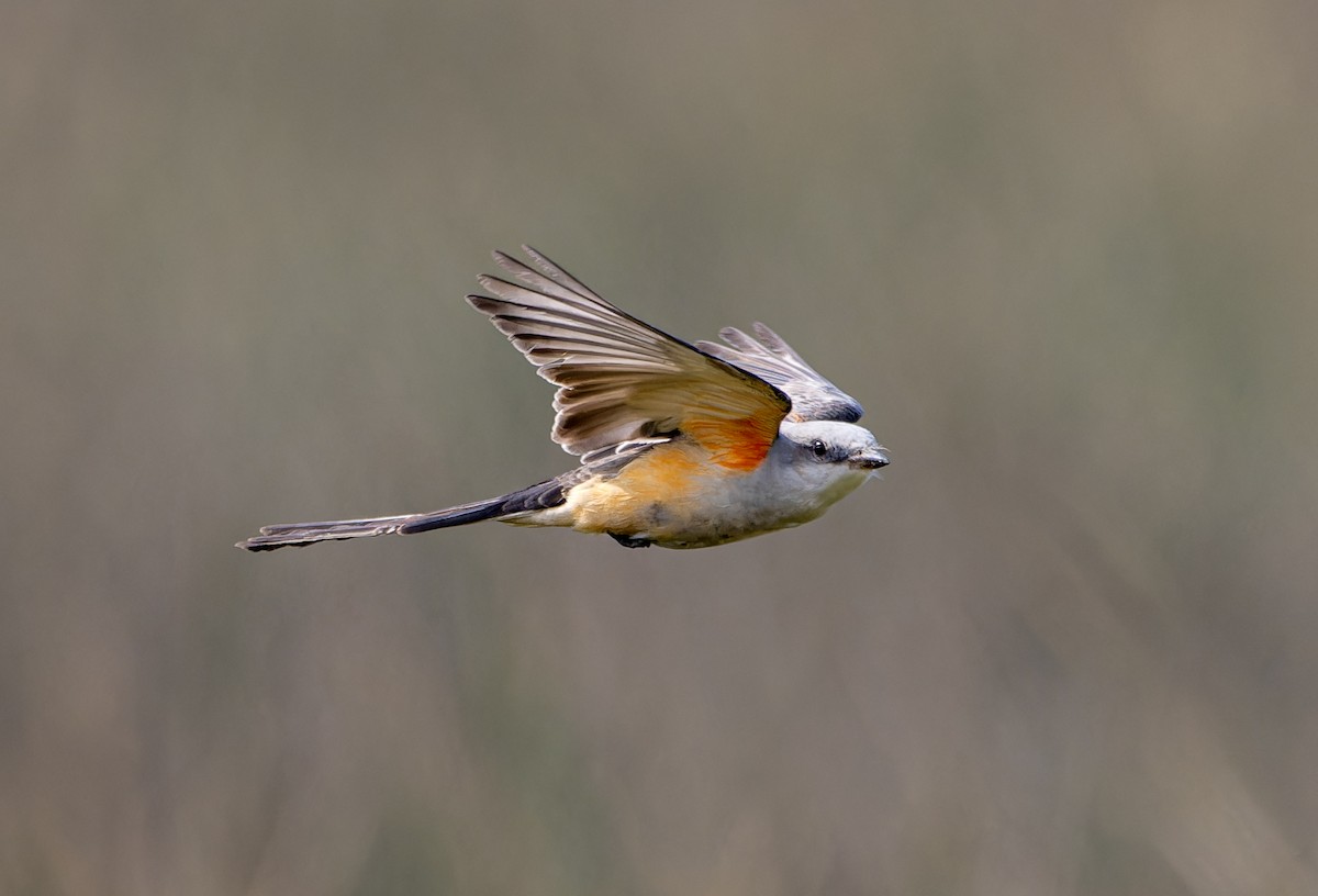 Scissor-tailed Flycatcher - ML625755552