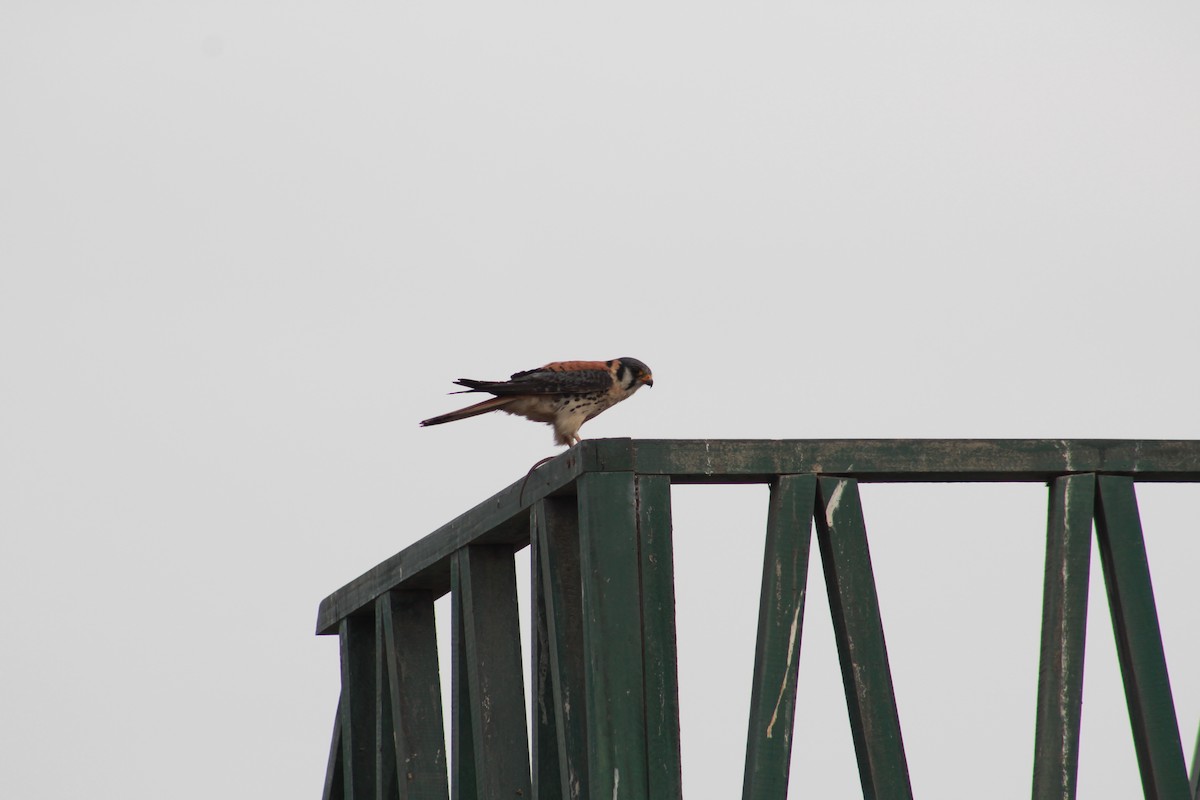 American Kestrel - ML625755555