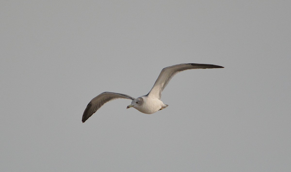 Black-tailed Gull - ML625755625