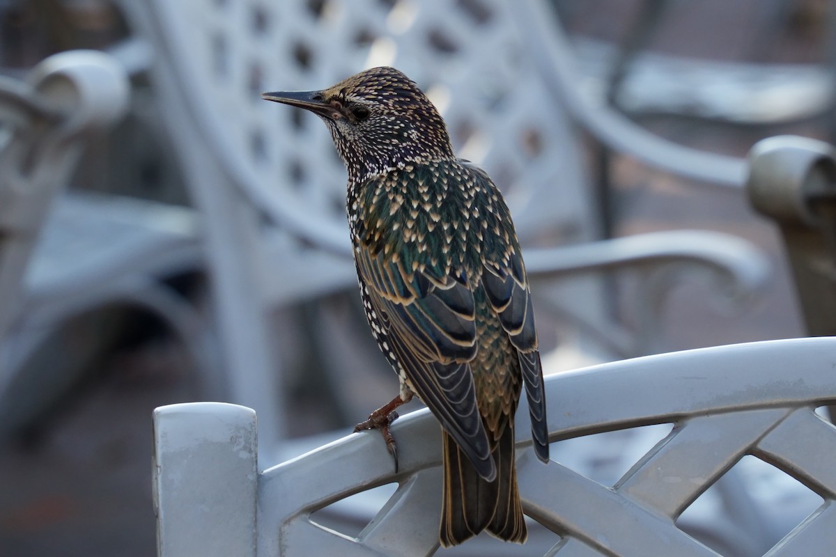 European Starling - ML625755665