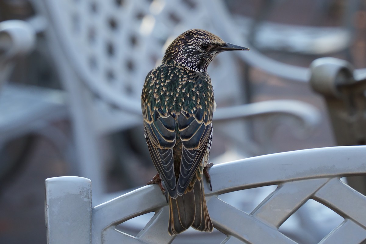 European Starling - ML625755666