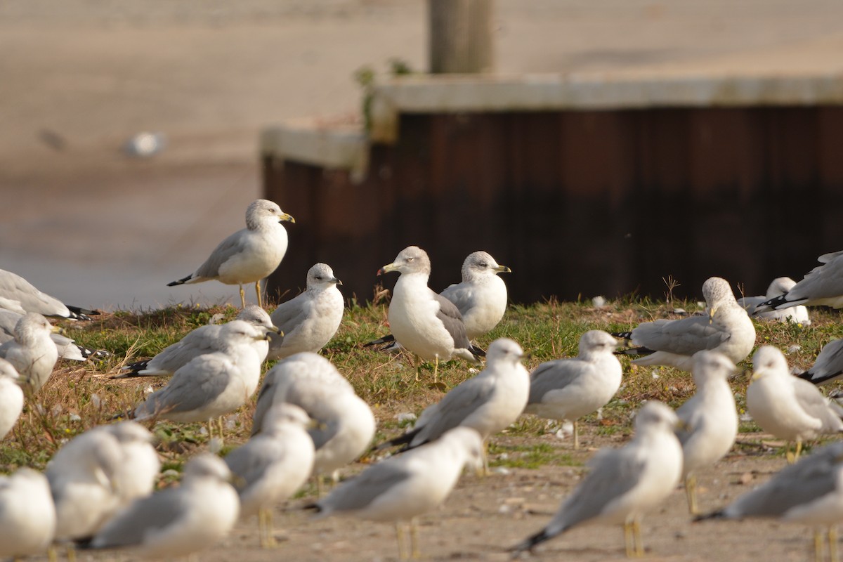 Black-tailed Gull - ML625755737
