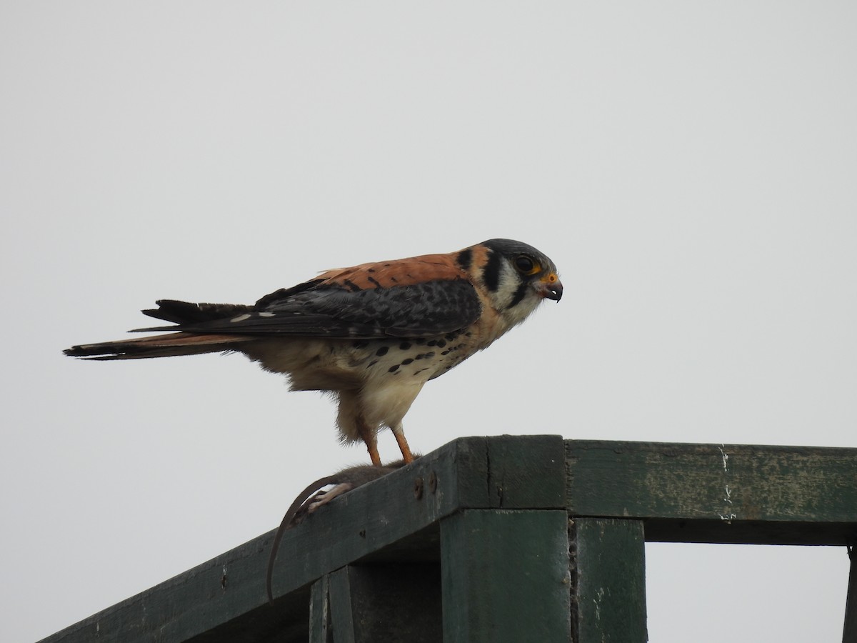 American Kestrel - ML625755775