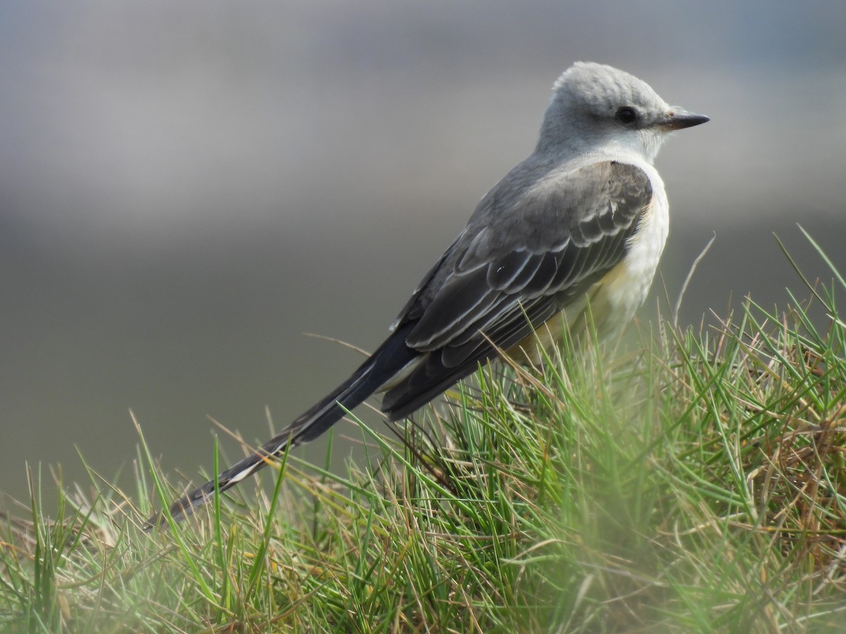 Scissor-tailed Flycatcher - ML625755848