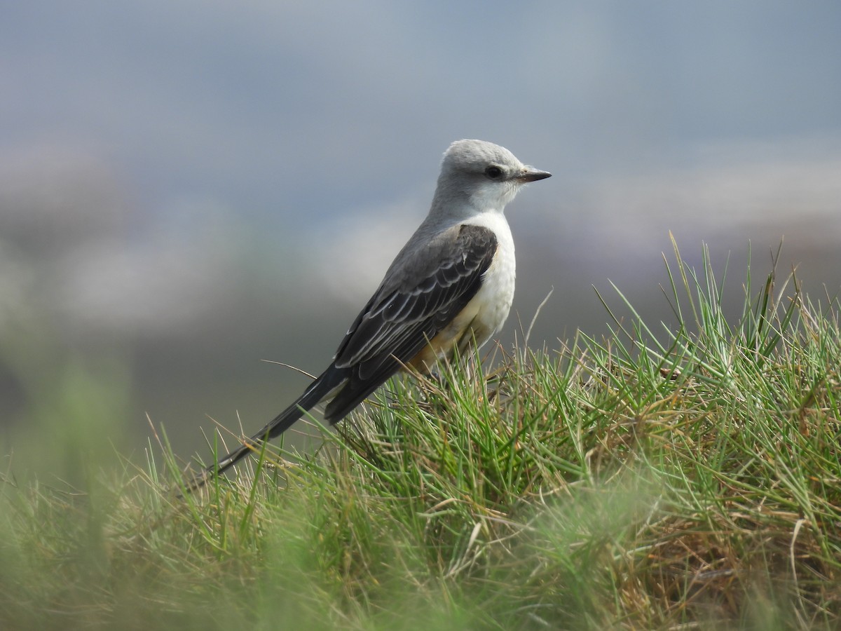 Scissor-tailed Flycatcher - ML625755863