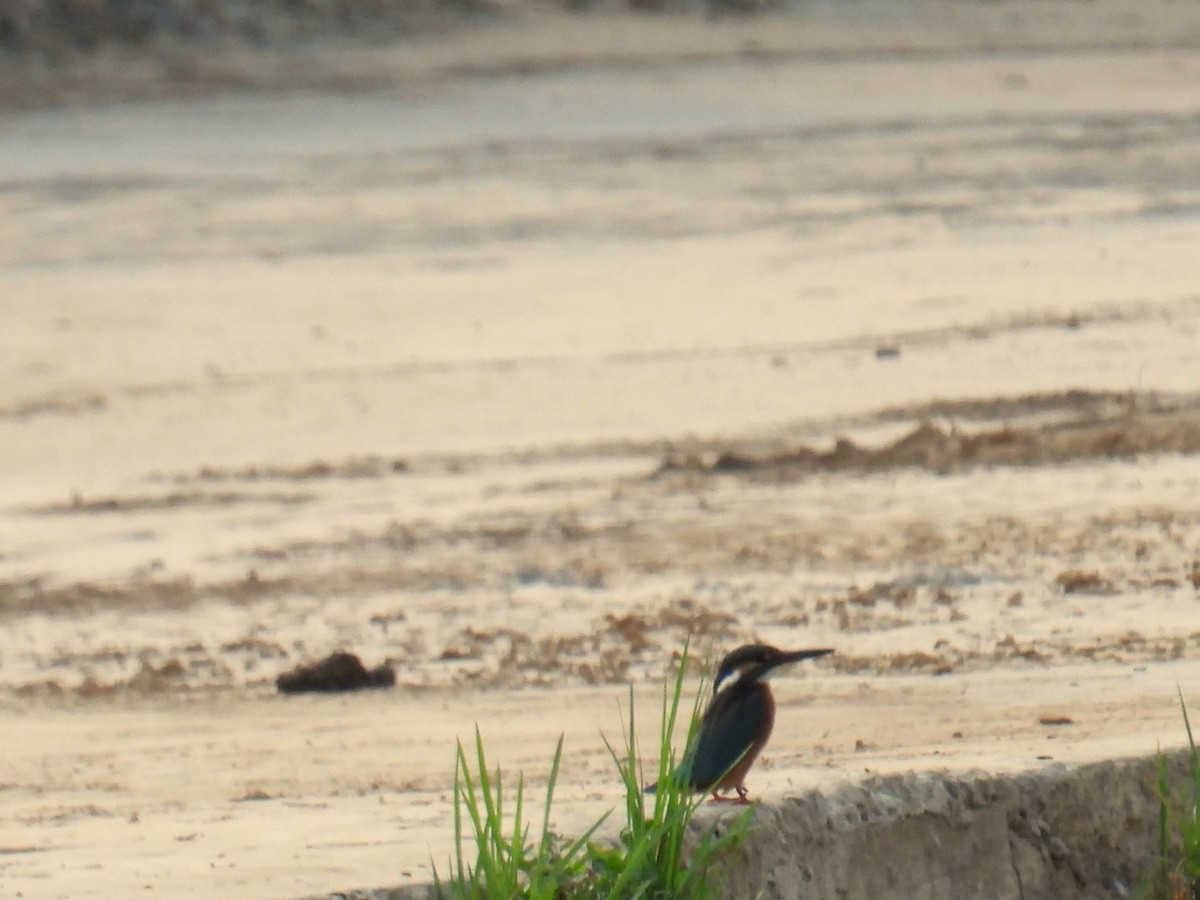 Common Kingfisher - ML625755871