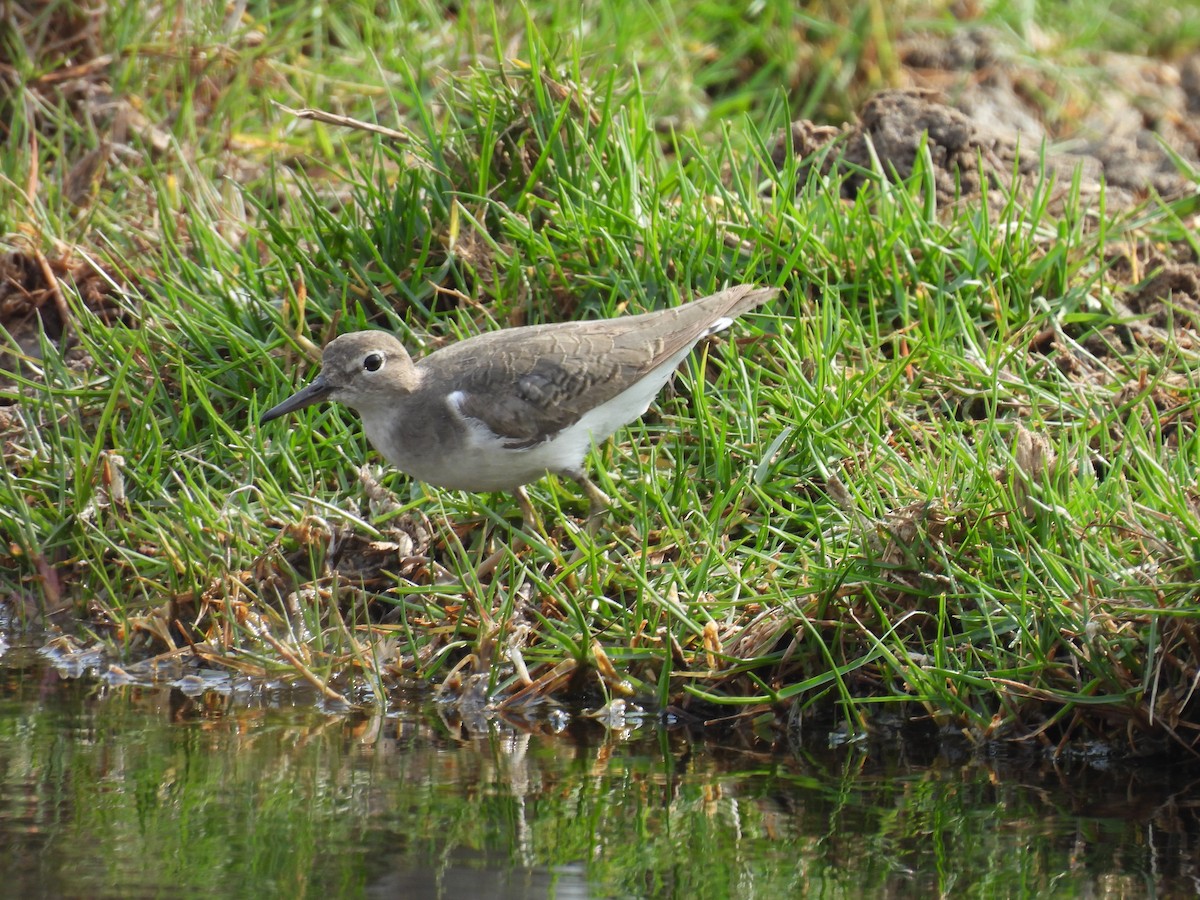 Spotted Sandpiper - ML625755920