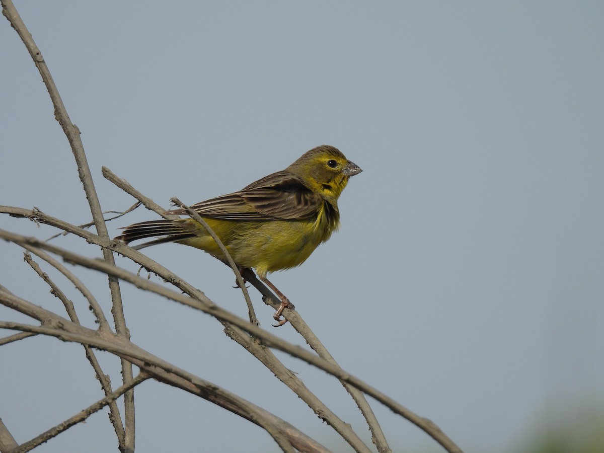 Grassland Yellow-Finch - ML625755975