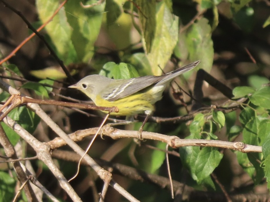 Magnolia Warbler - ML625755992