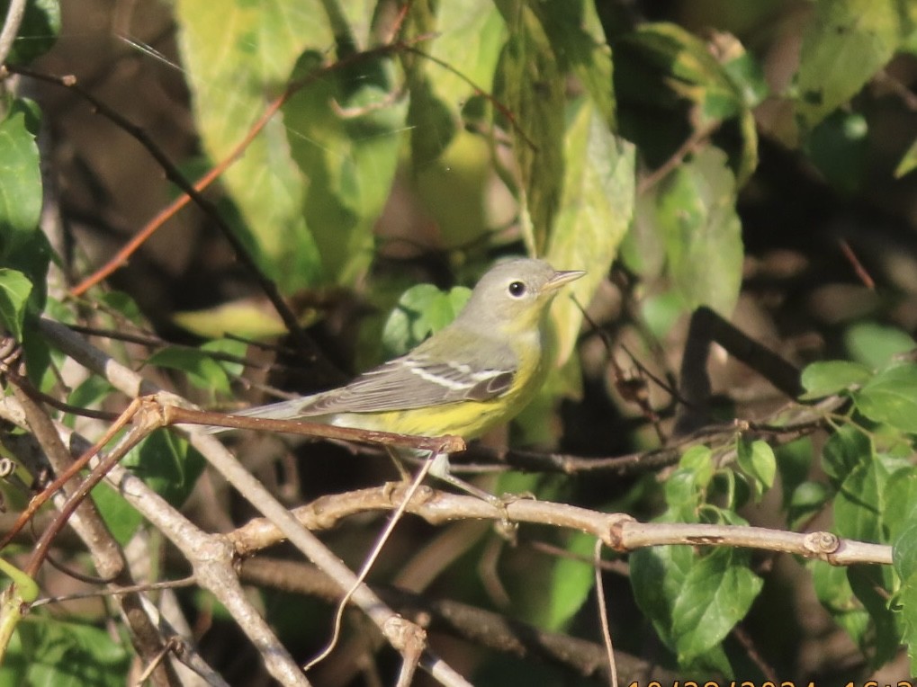 Magnolia Warbler - ML625755993