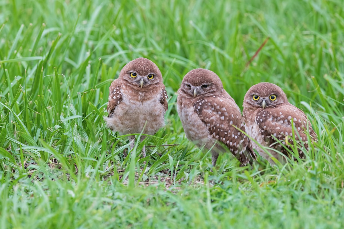 Burrowing Owl (Florida) - ML625756101