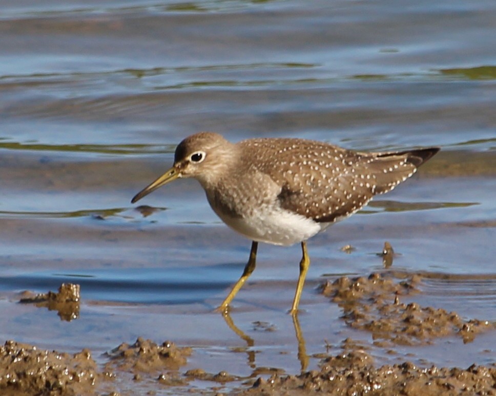 Solitary Sandpiper - ML625756131