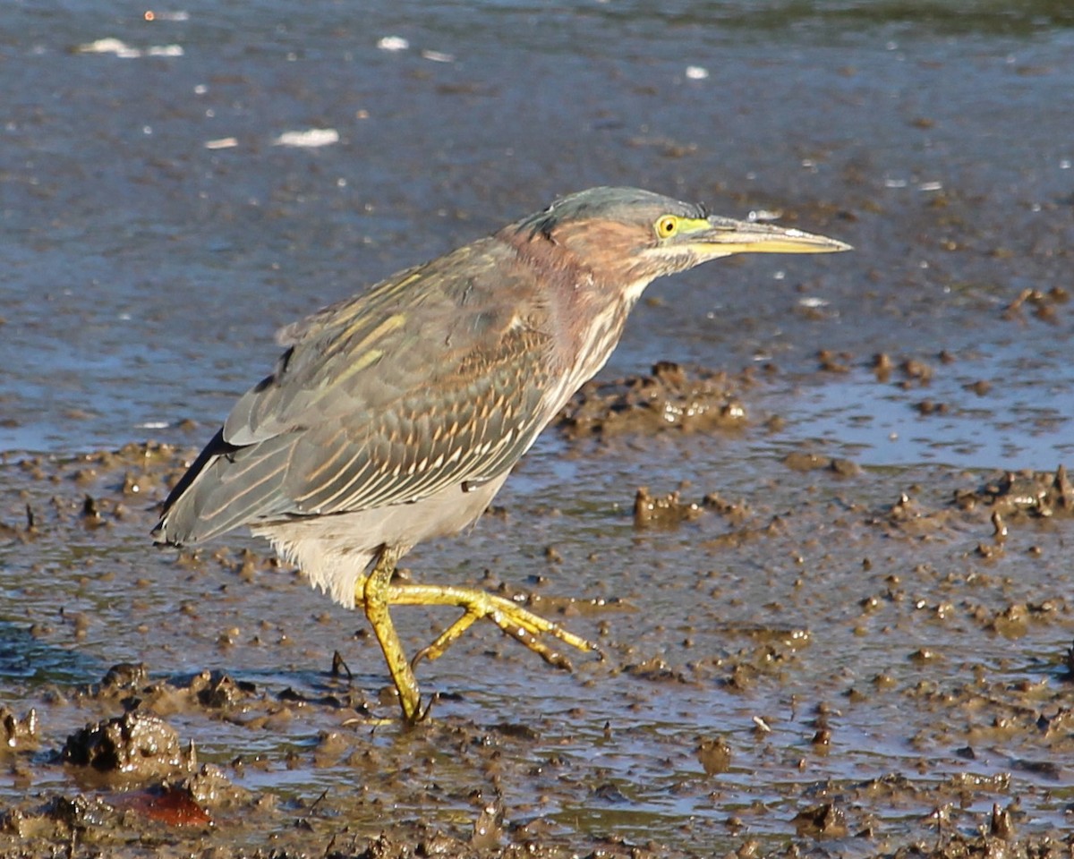 Green Heron - ML625756188