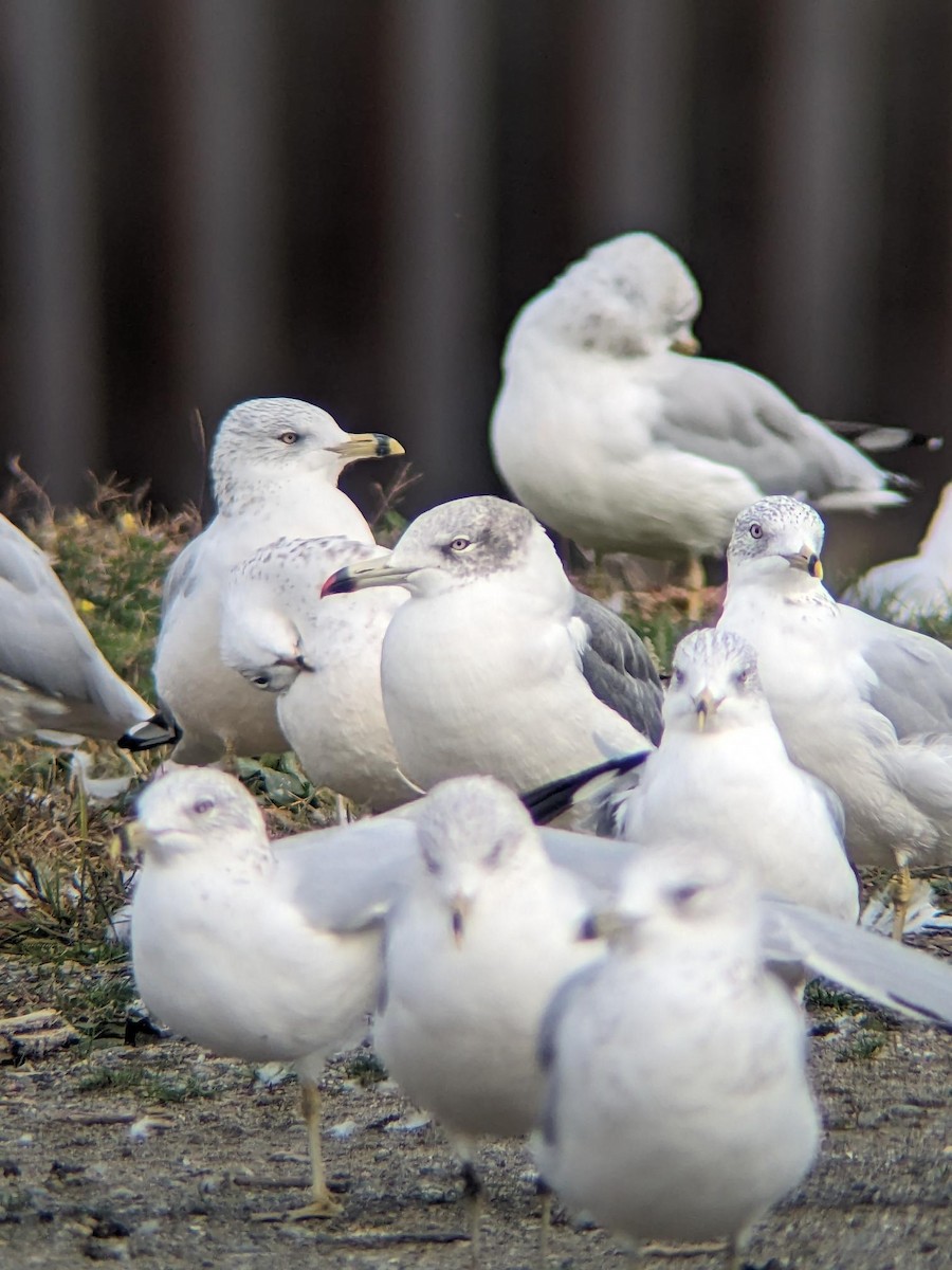 Black-tailed Gull - ML625756198