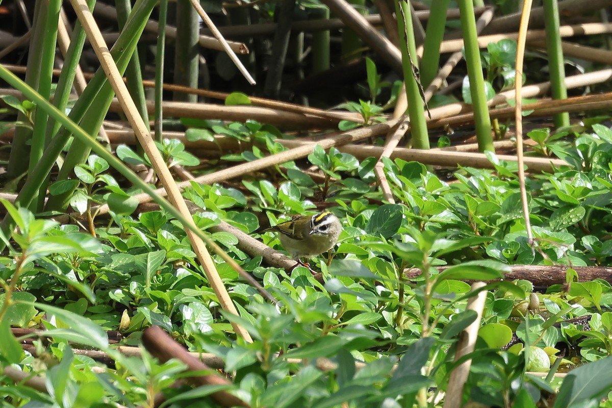 Golden-crowned Kinglet - ML625756215