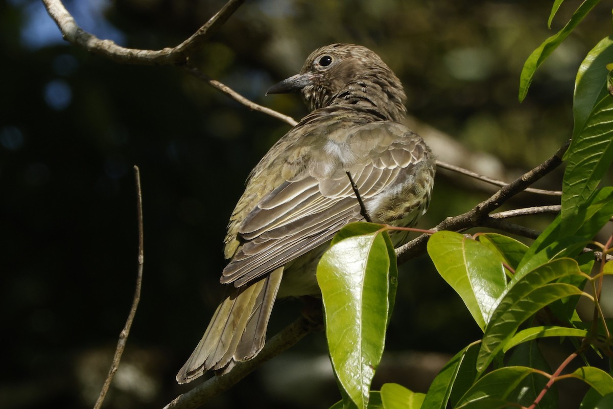 Olive-backed Oriole - ML625756294