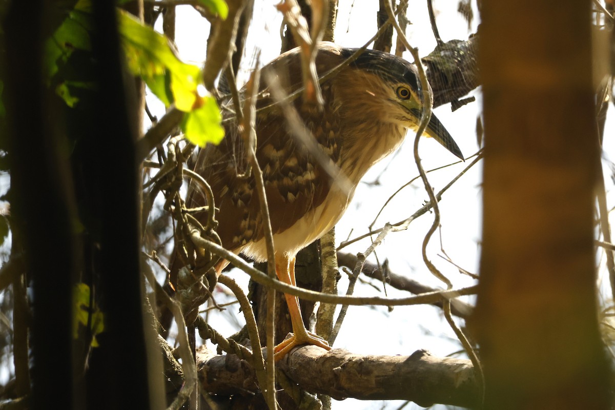 Nankeen Night Heron - ML625756323