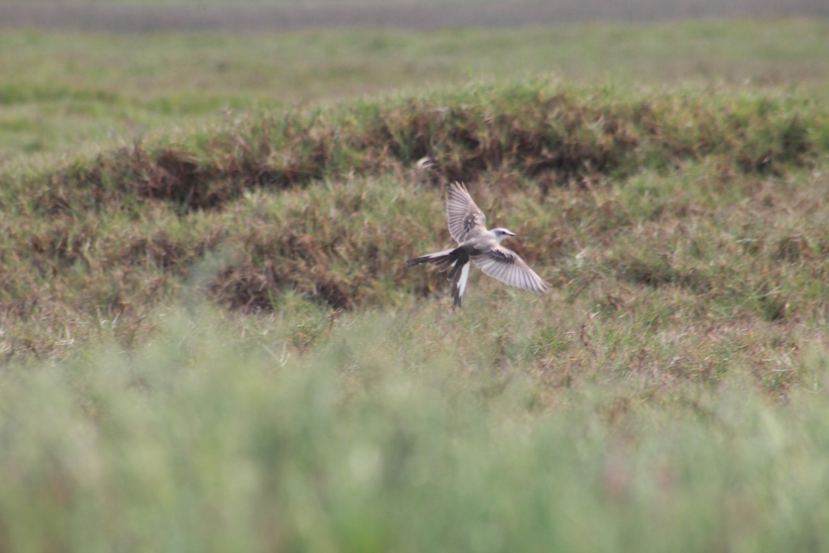 Scissor-tailed Flycatcher - ML625756332