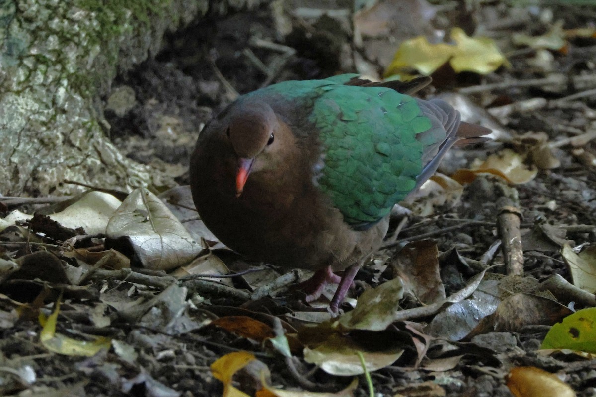 Pacific Emerald Dove - ML625756335