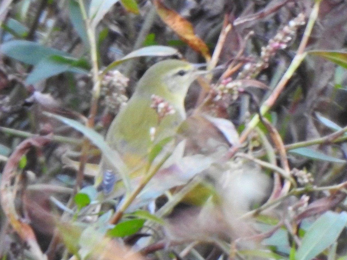 Tennessee Warbler - ML625756371