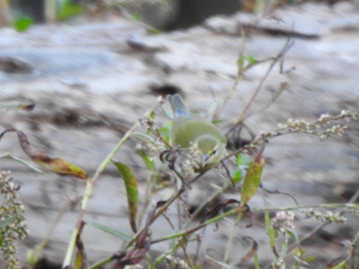 Tennessee Warbler - ML625756372