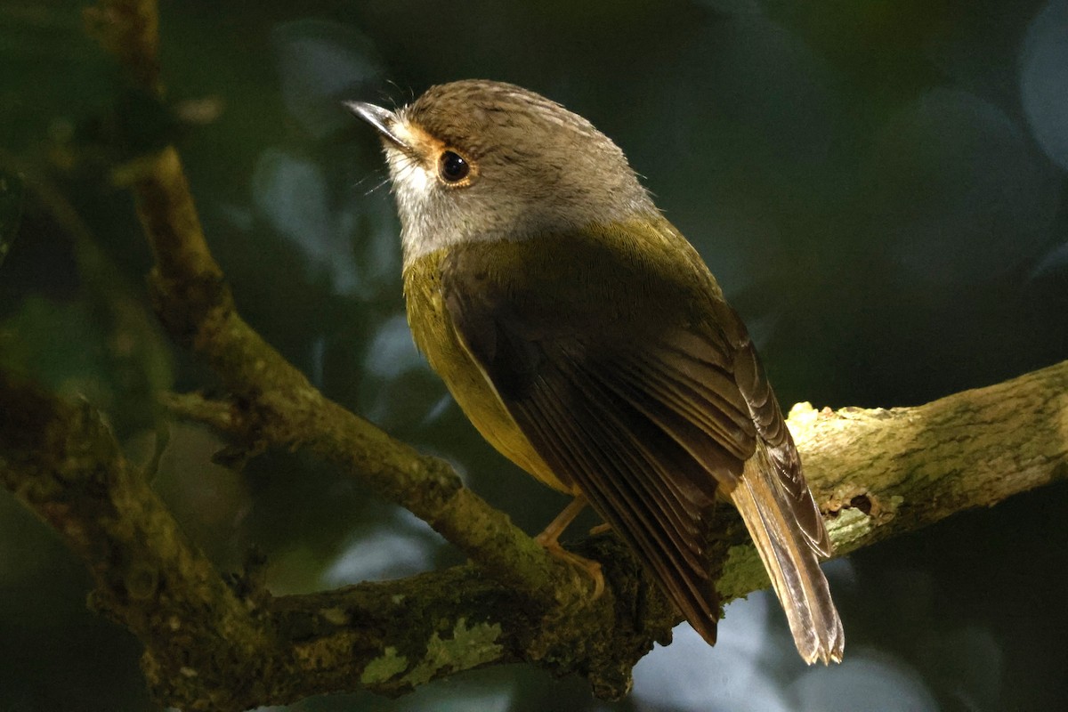 Pale-yellow Robin - ML625756381