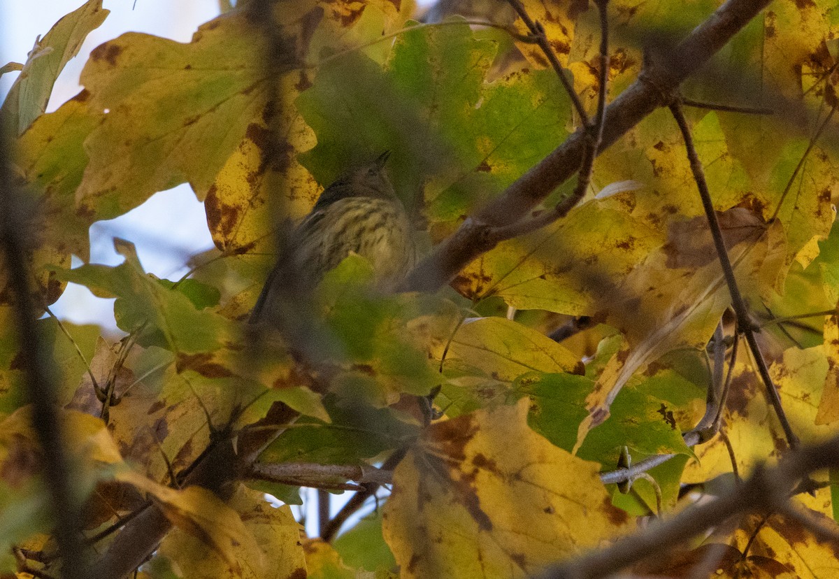 Cape May Warbler - ML625756560