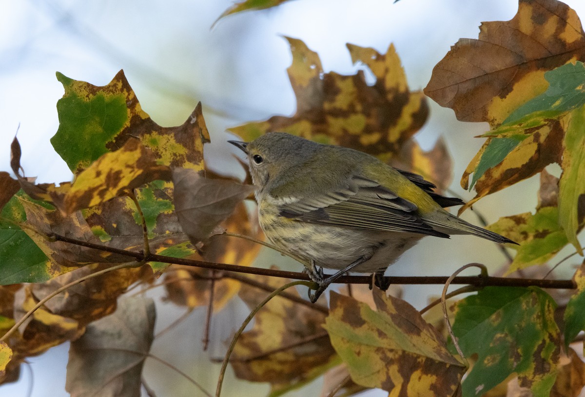 Cape May Warbler - ML625756561
