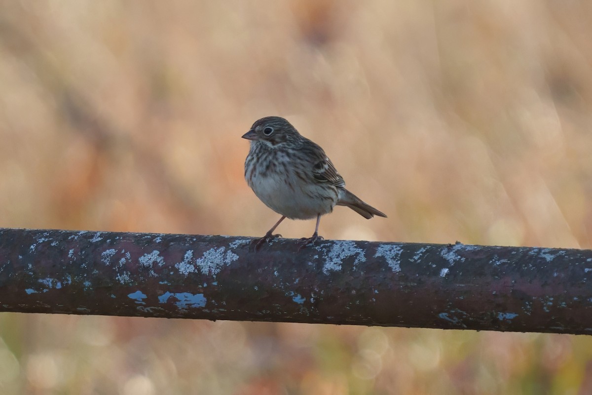 Vesper Sparrow - ML625756843