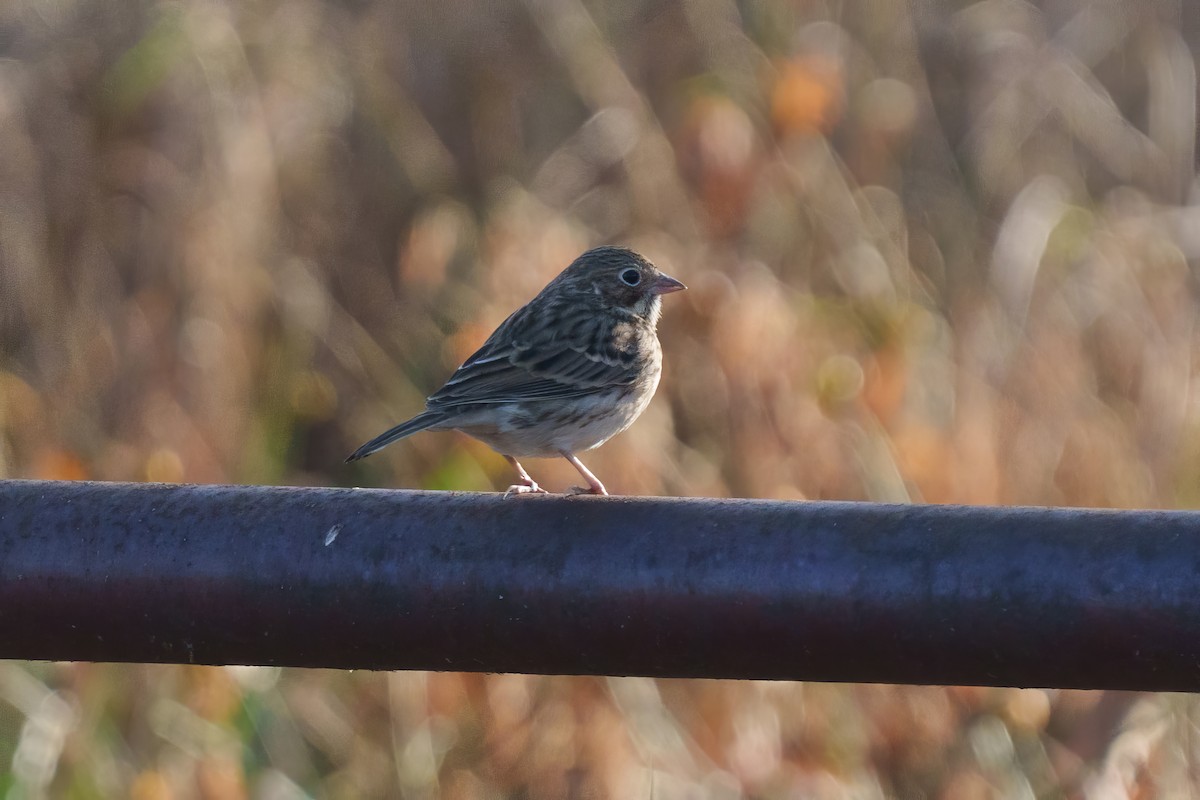 Vesper Sparrow - ML625756844