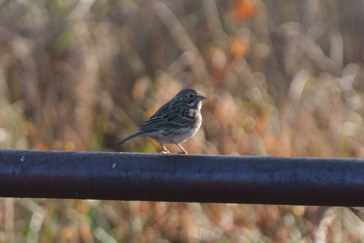 Vesper Sparrow - ML625756845
