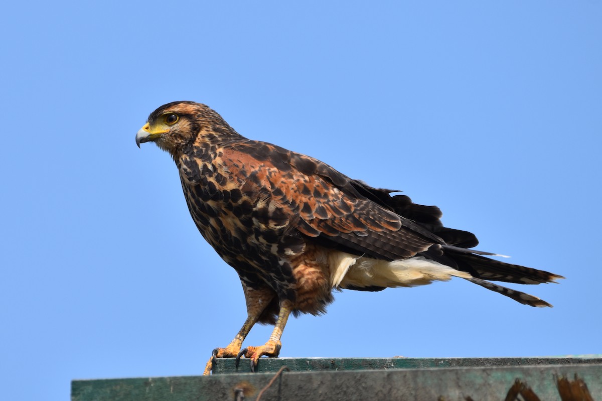 Harris's Hawk - ML625756846