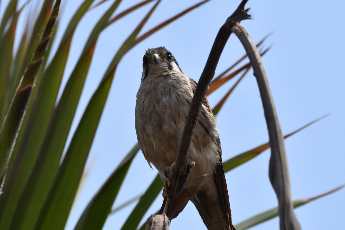 American Kestrel - ML625756852