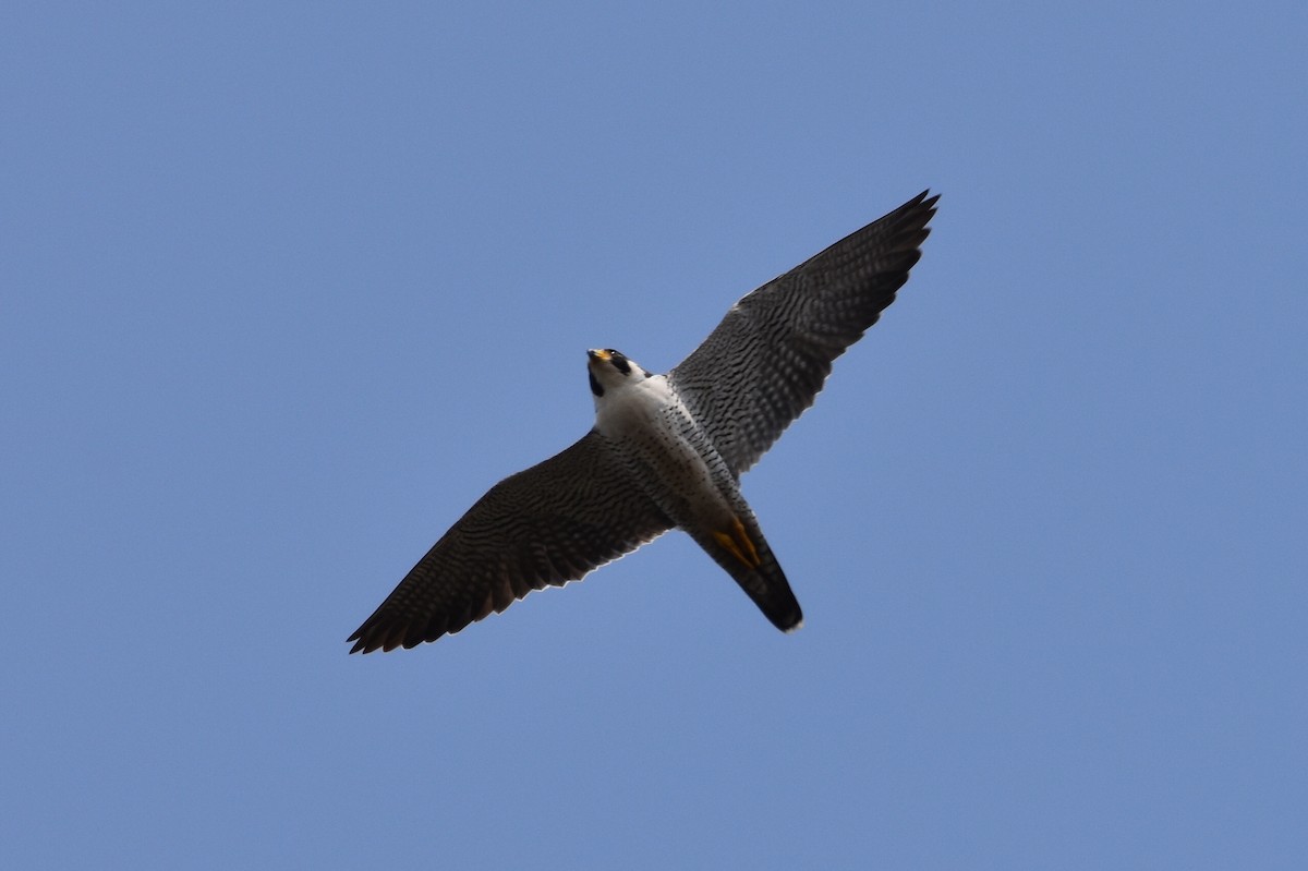 Peregrine Falcon - ML625756865