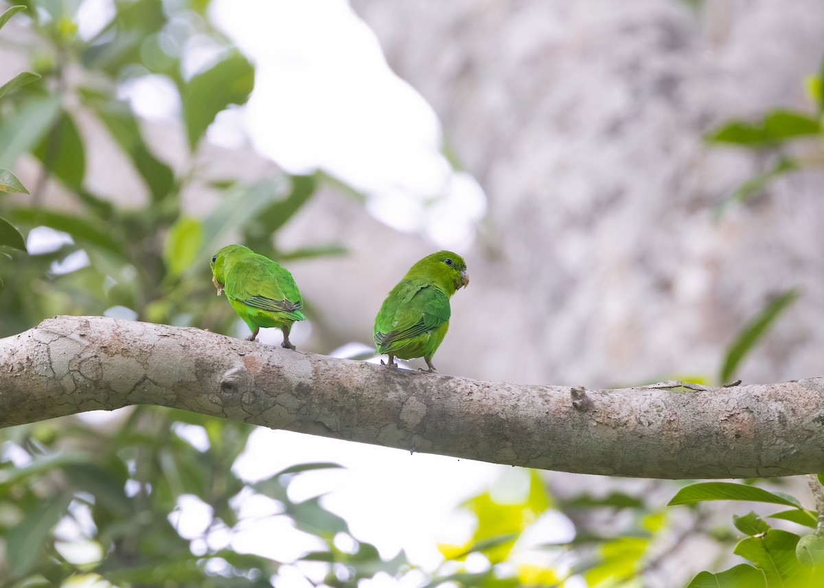 Mexican Parrotlet - ML625756961