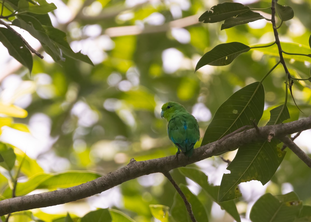 Mexican Parrotlet - ML625756968