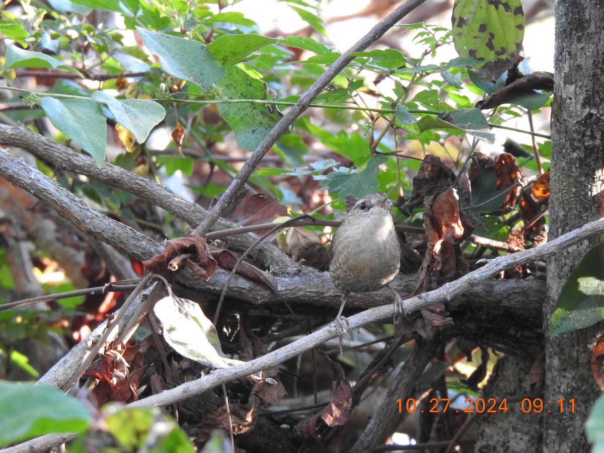 Winter Wren - ML625757114