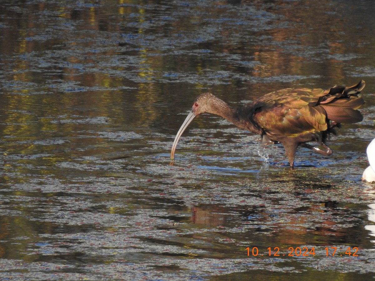 White-faced Ibis - ML625757202