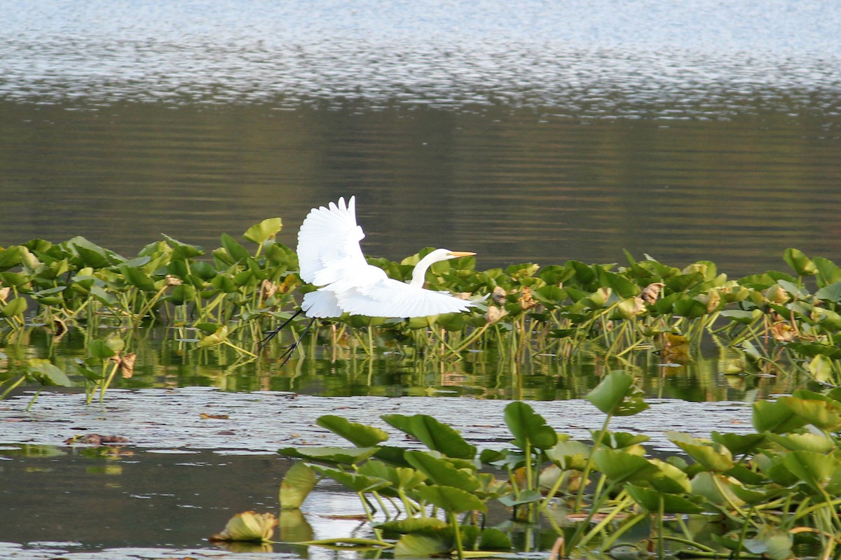 Great Egret - ML625757254