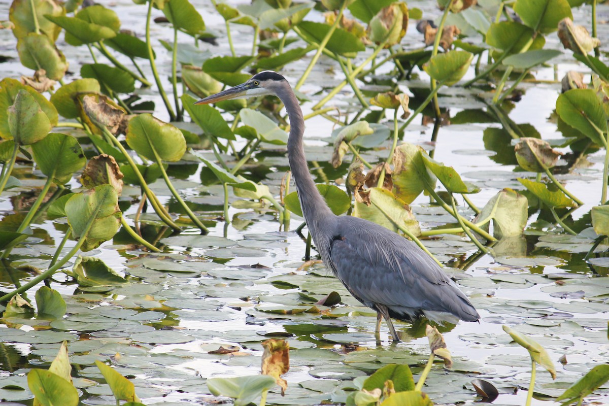 Great Blue Heron - ML625757273