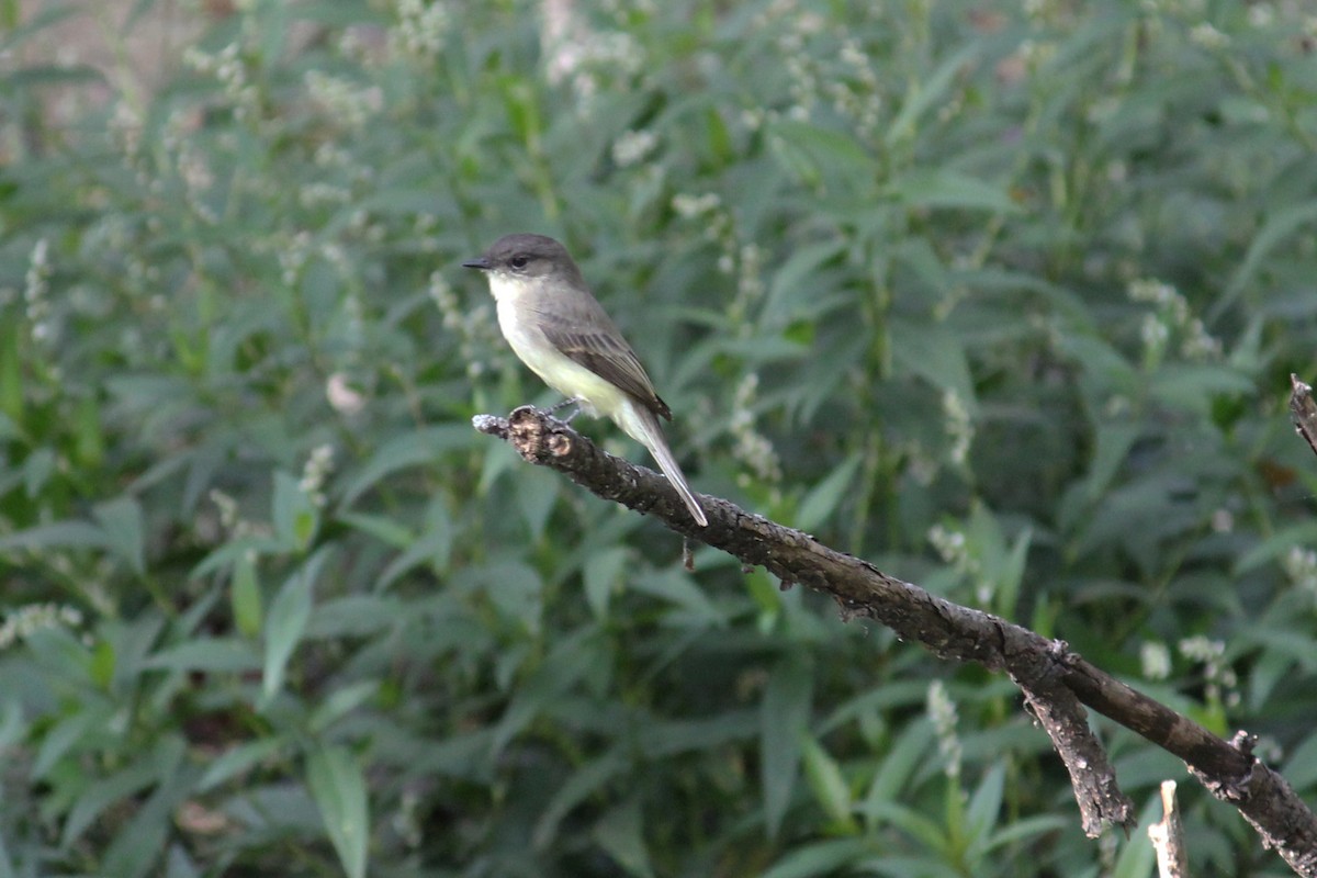 Eastern Phoebe - ML625757281