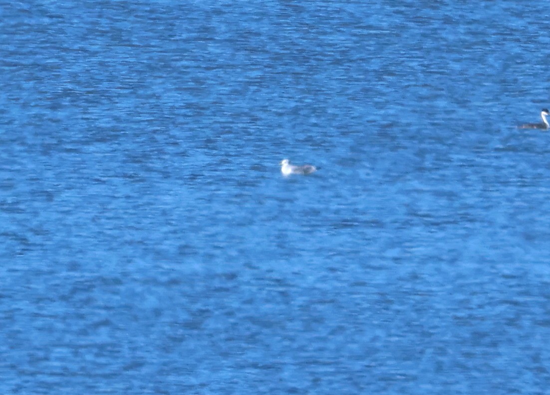 Dreizehenmöwe - ML625757350