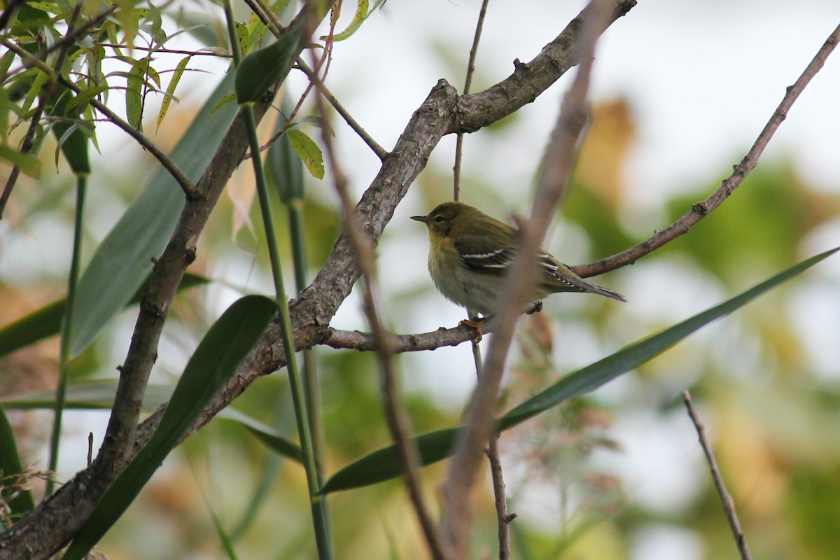 Palm Warbler - ML625757363