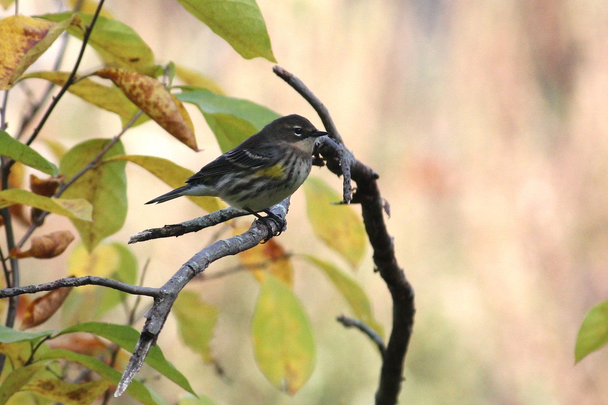 Yellow-rumped Warbler - ML625757372