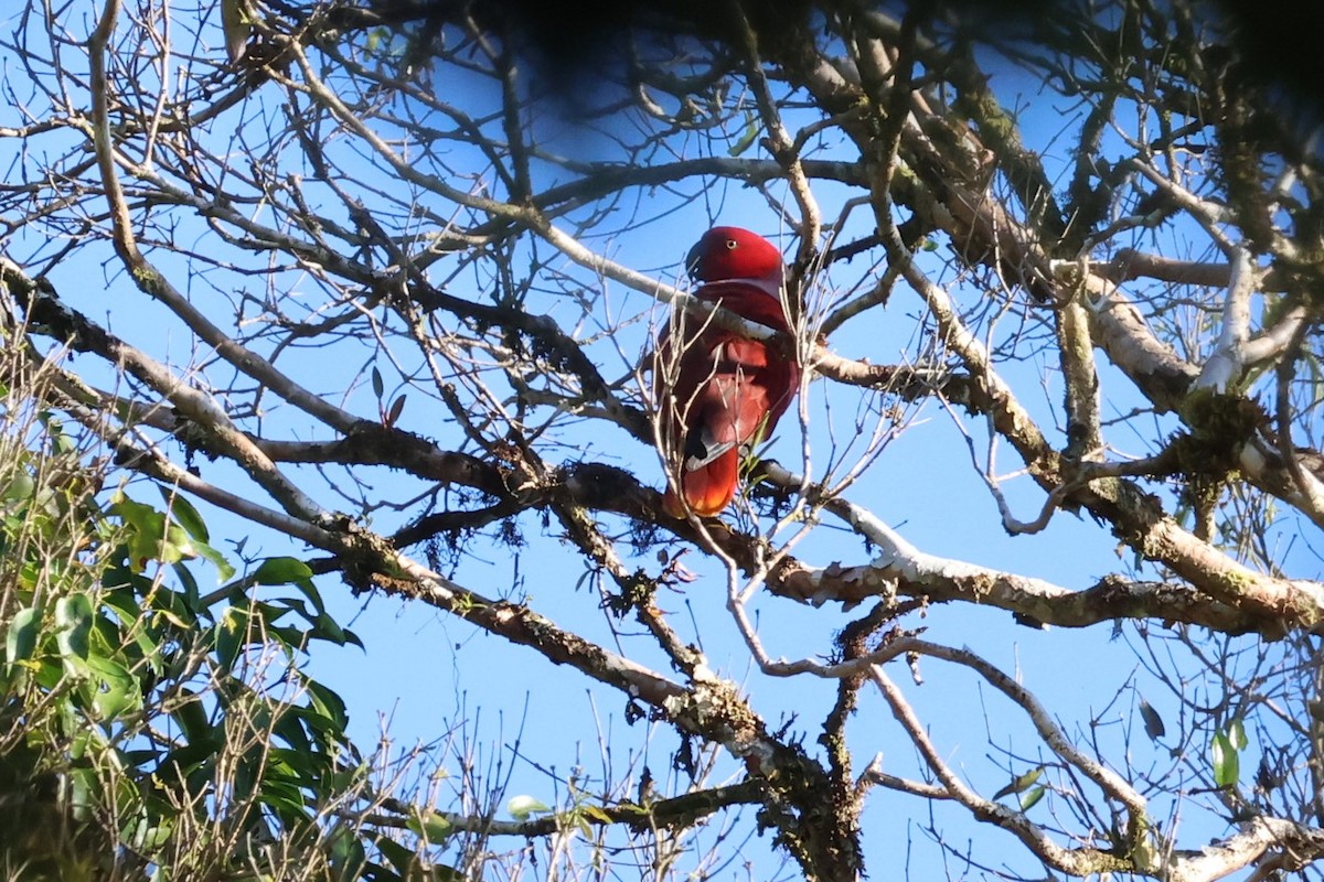 Moluccan Eclectus - ML625757394