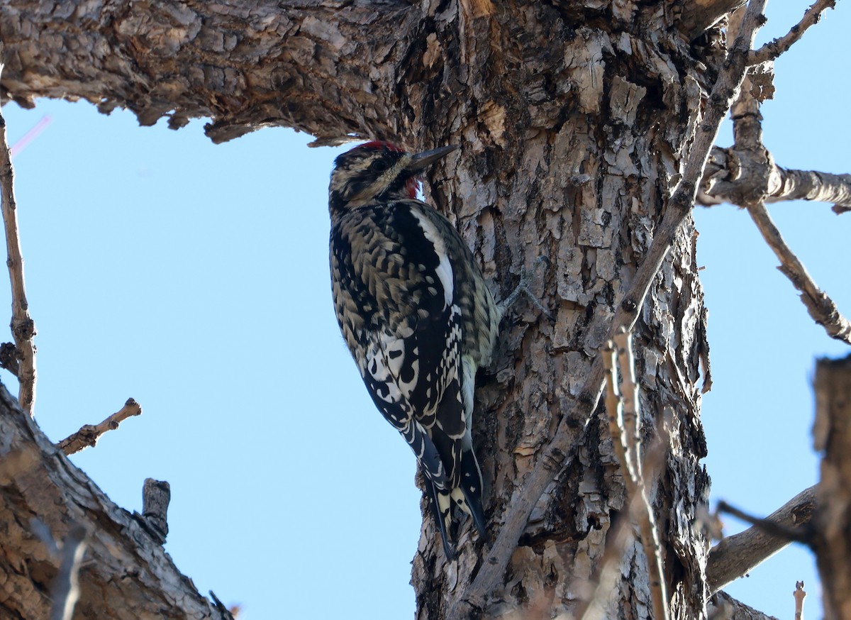 Yellow-bellied Sapsucker - ML625757396